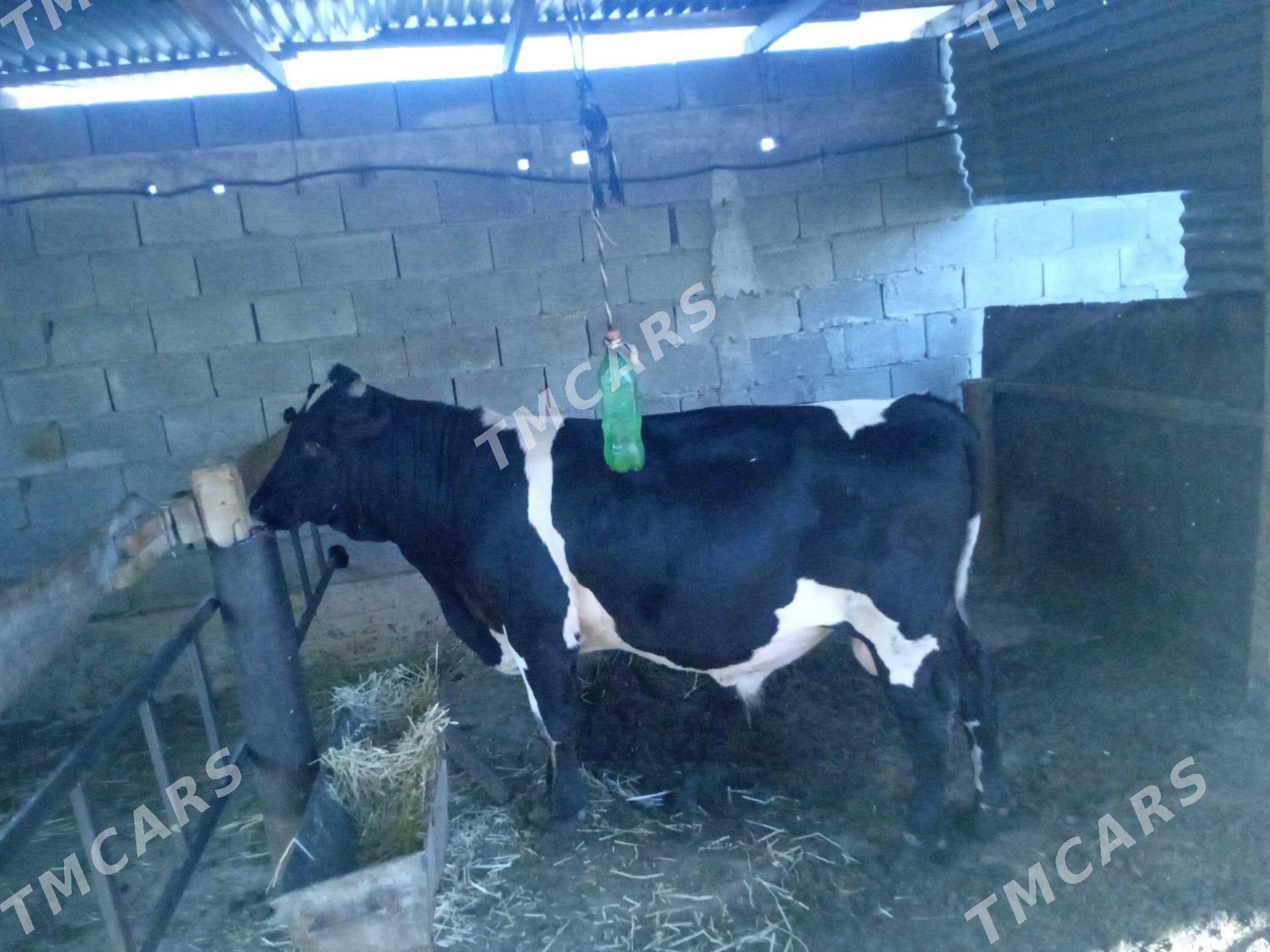 Öküz - Анев - img 2