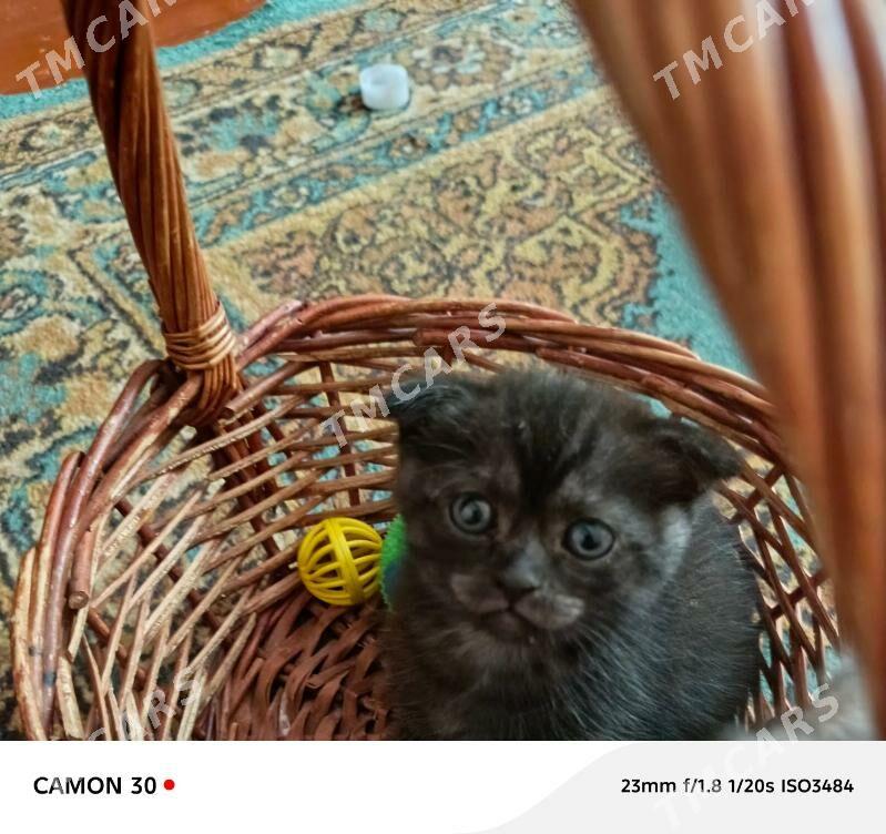 вислоухие котята - Дашогуз - img 3