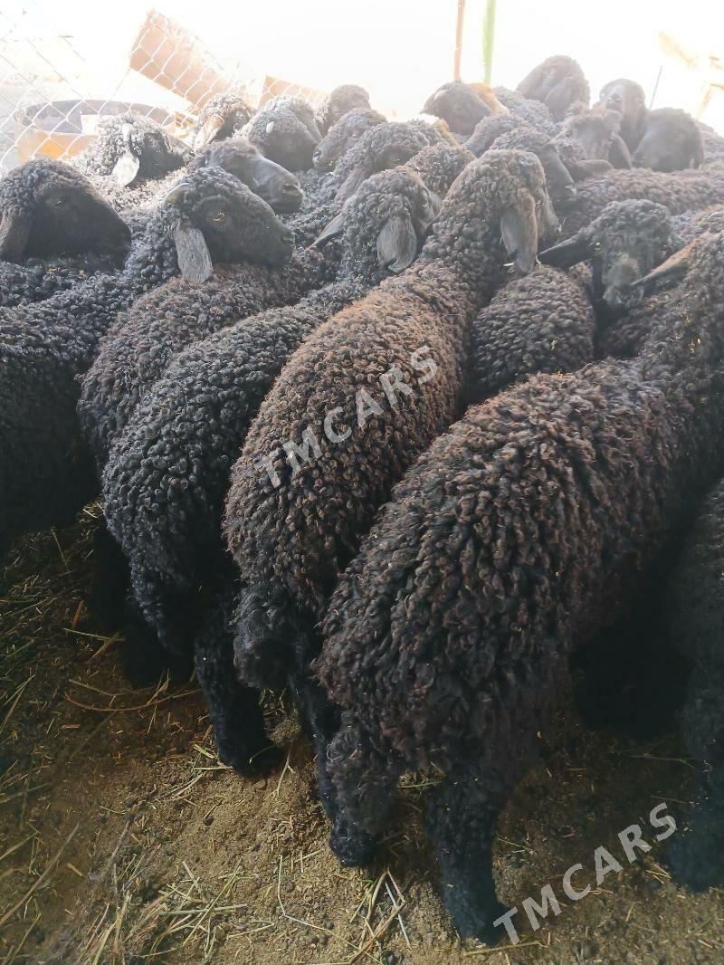 Tokli - Ашхабад - img 2