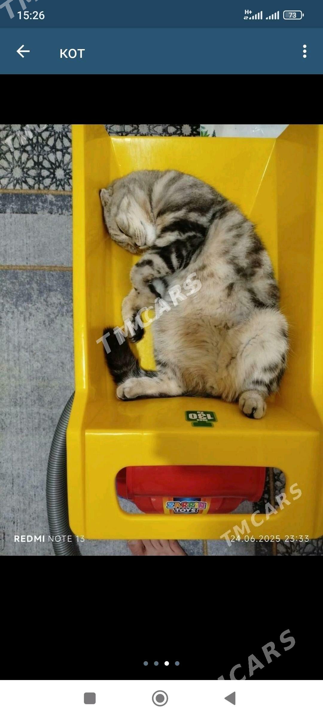 кот - Туркменабат - img 2