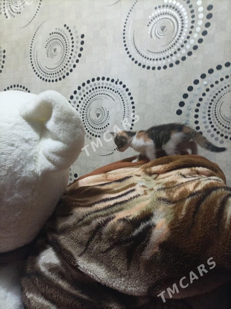 котенок - Türkmenabat - img 3