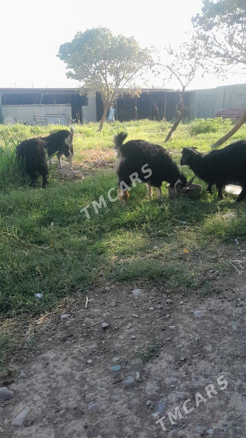 çebis - Gökdepe - img 3