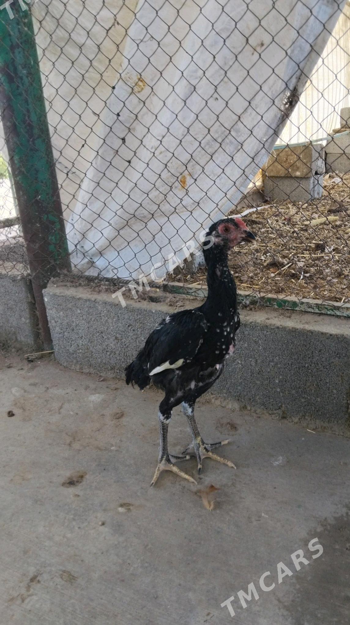 Taşkent jüýje - Täze zaman - img 4