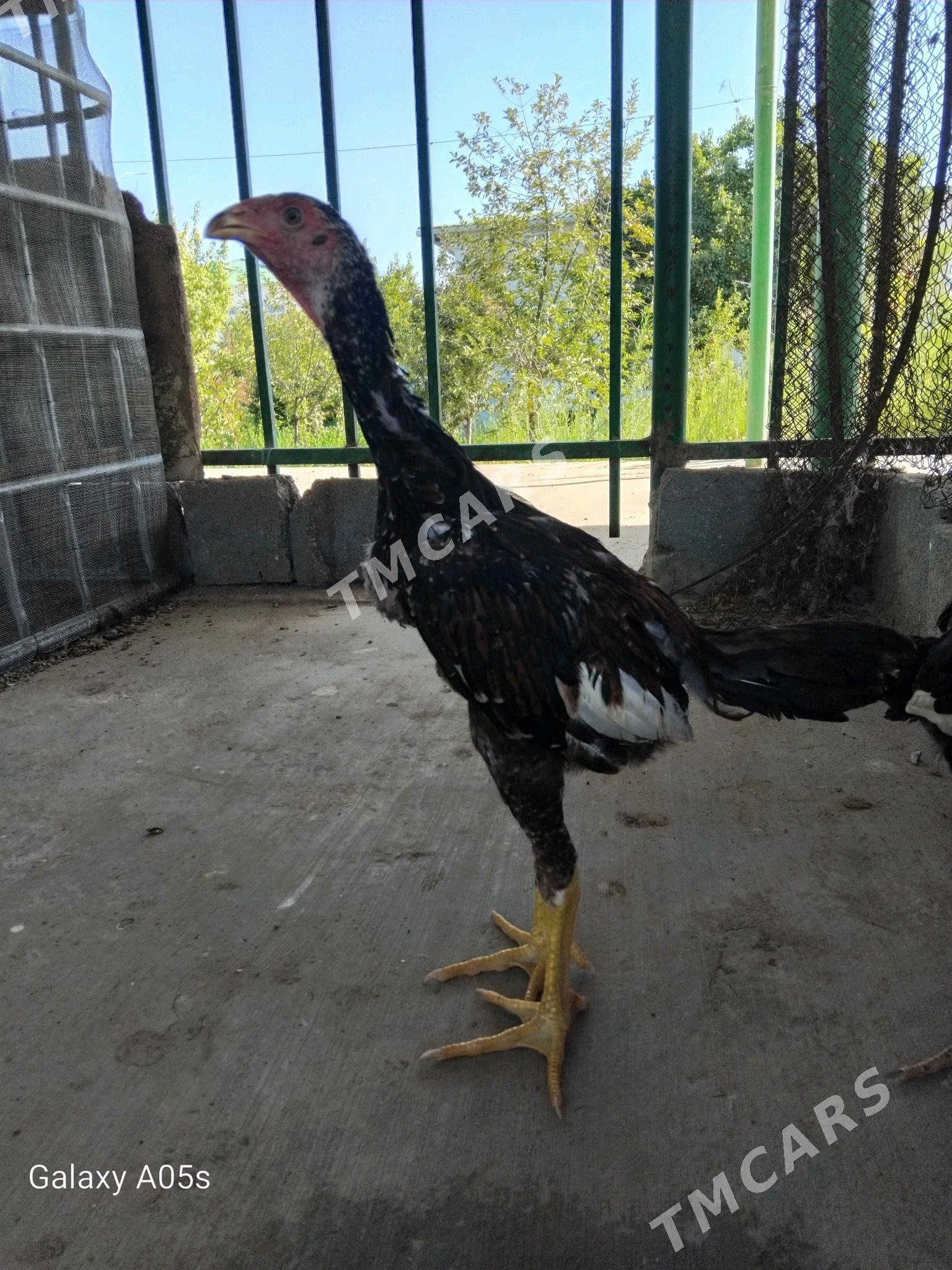 Taşkent jüýje - Täze zaman - img 5