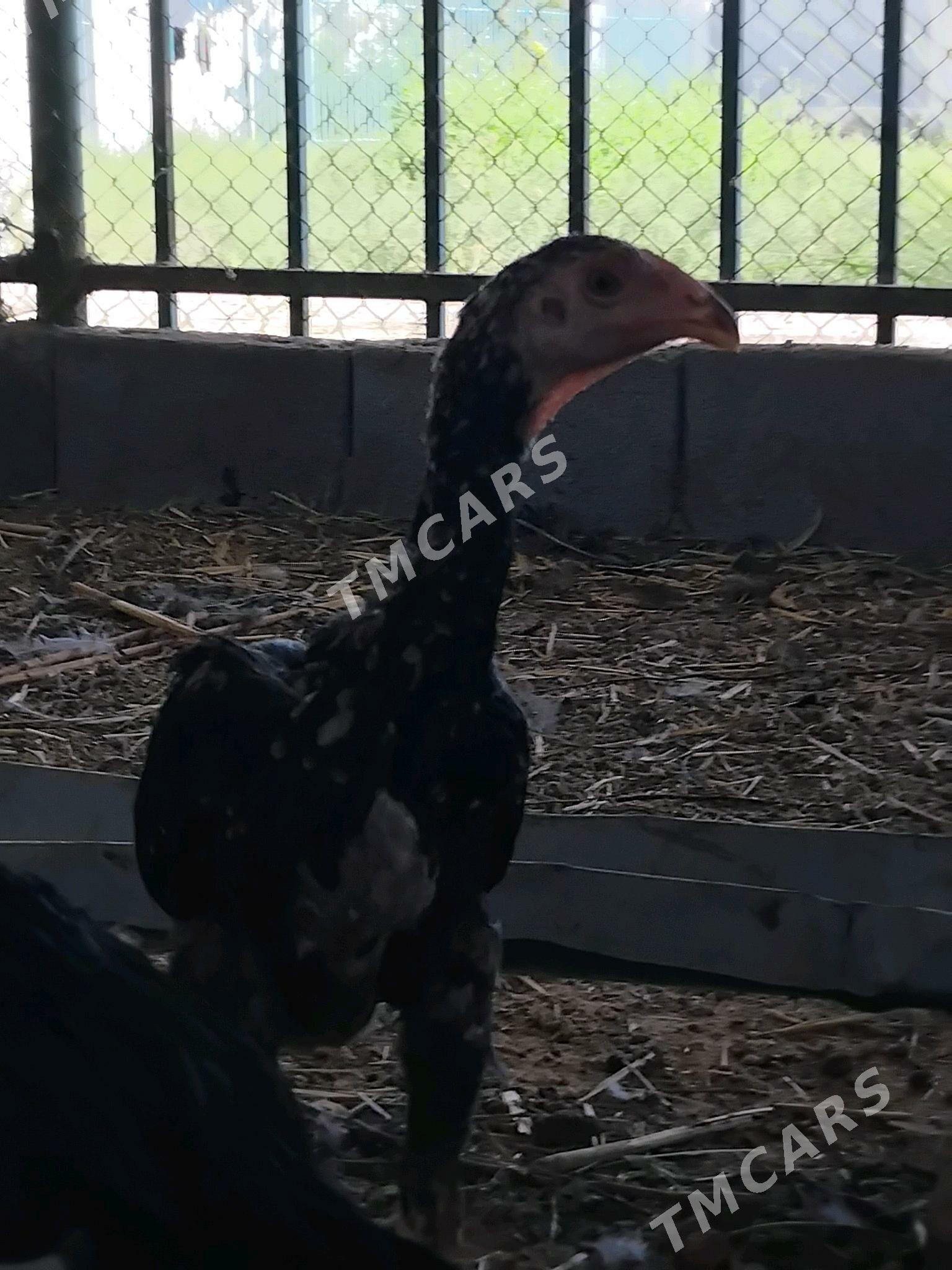 Taşkent jüýje - Täze zaman - img 3