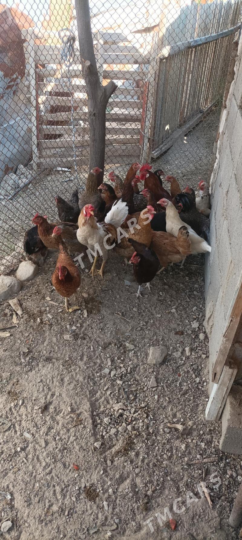 towuk - Türkmenbaşy - img 2