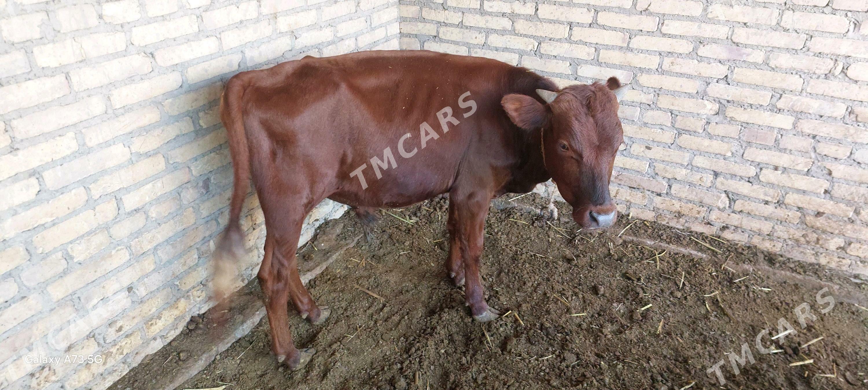 iki okuz bir unajyn - Çärjew - img 3