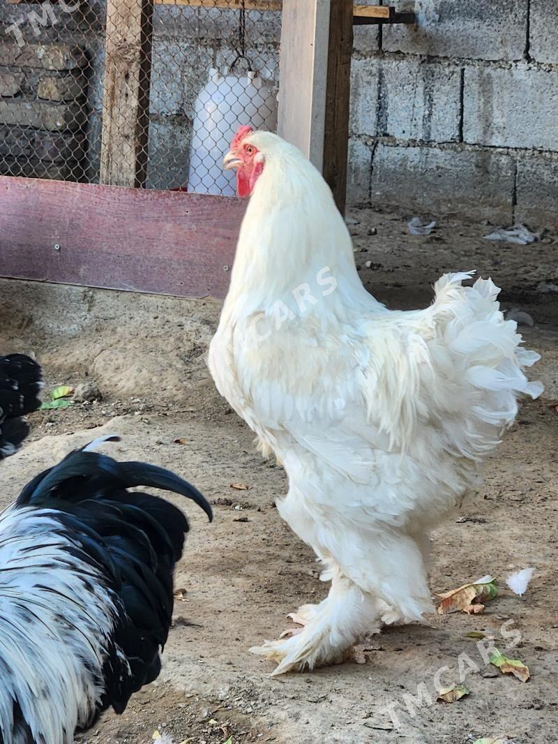 Brama - Çoganly - img 2