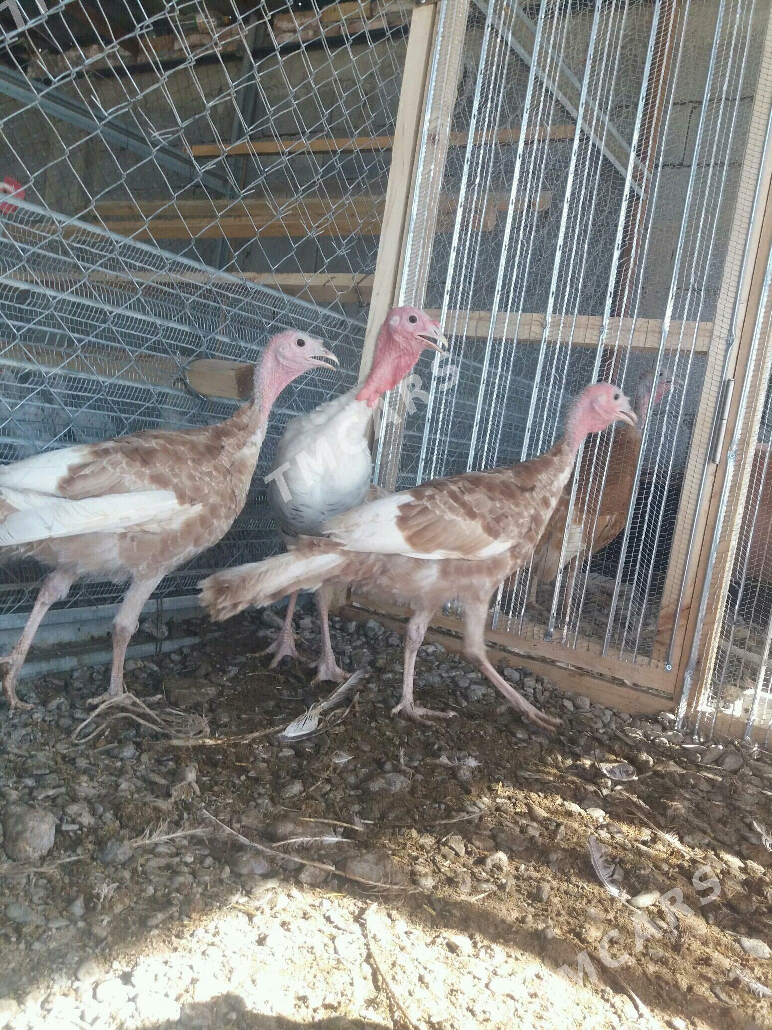 induk - Gökdepe - img 2