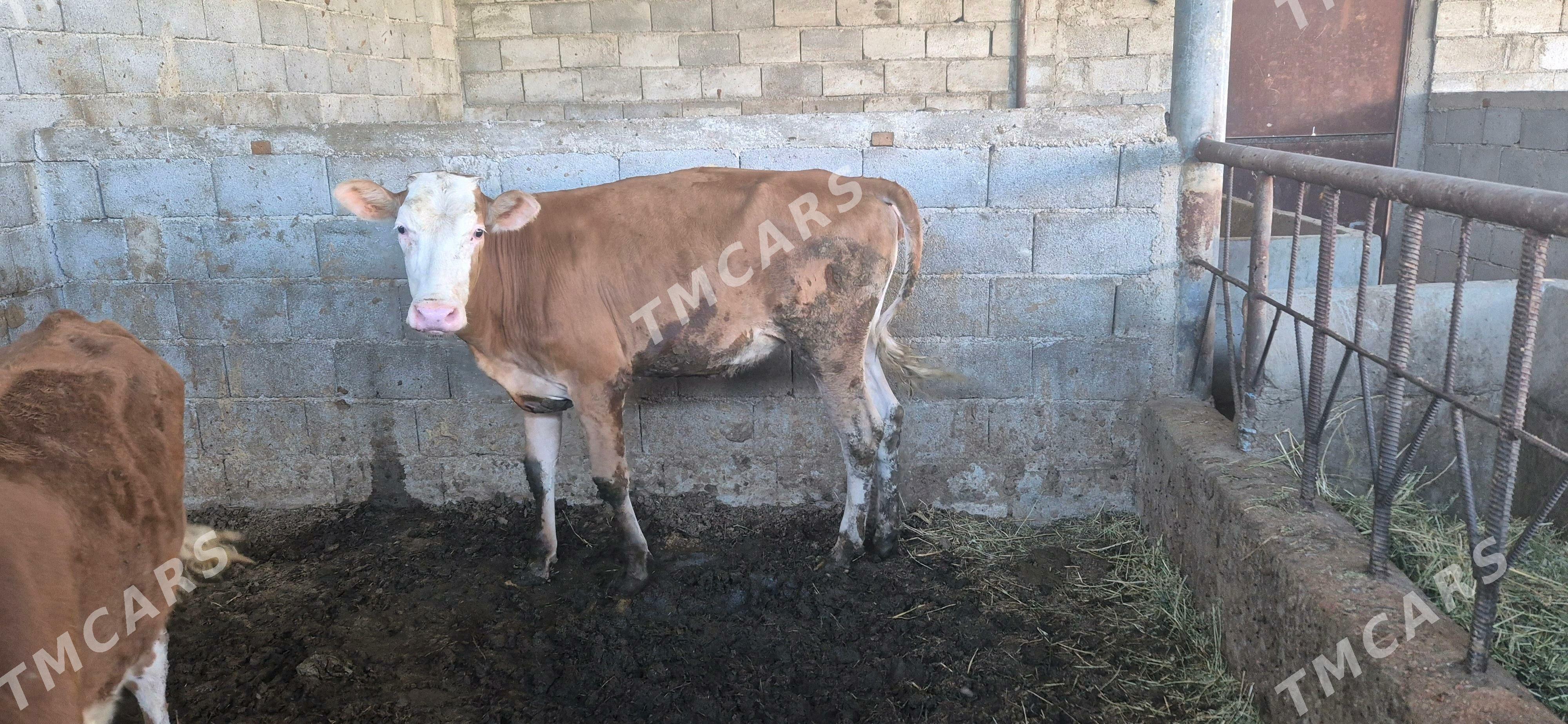 oküz tuwe - Büzmeýin - img 2