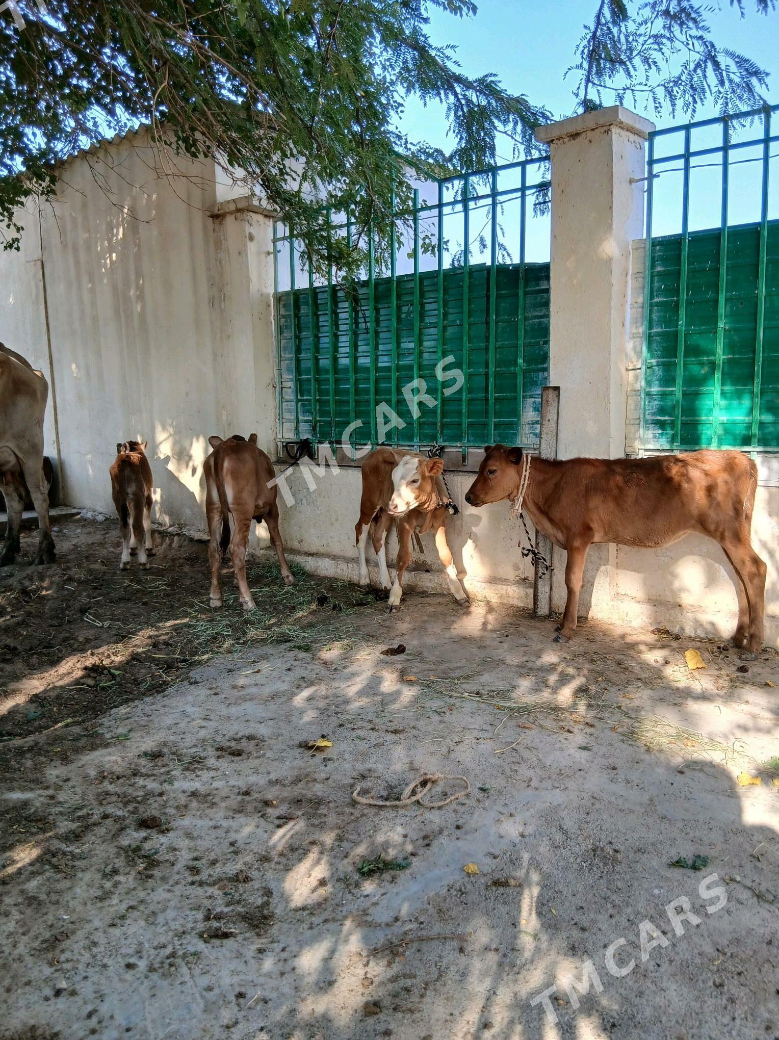 Göleli sygyr - Çoganly - img 3