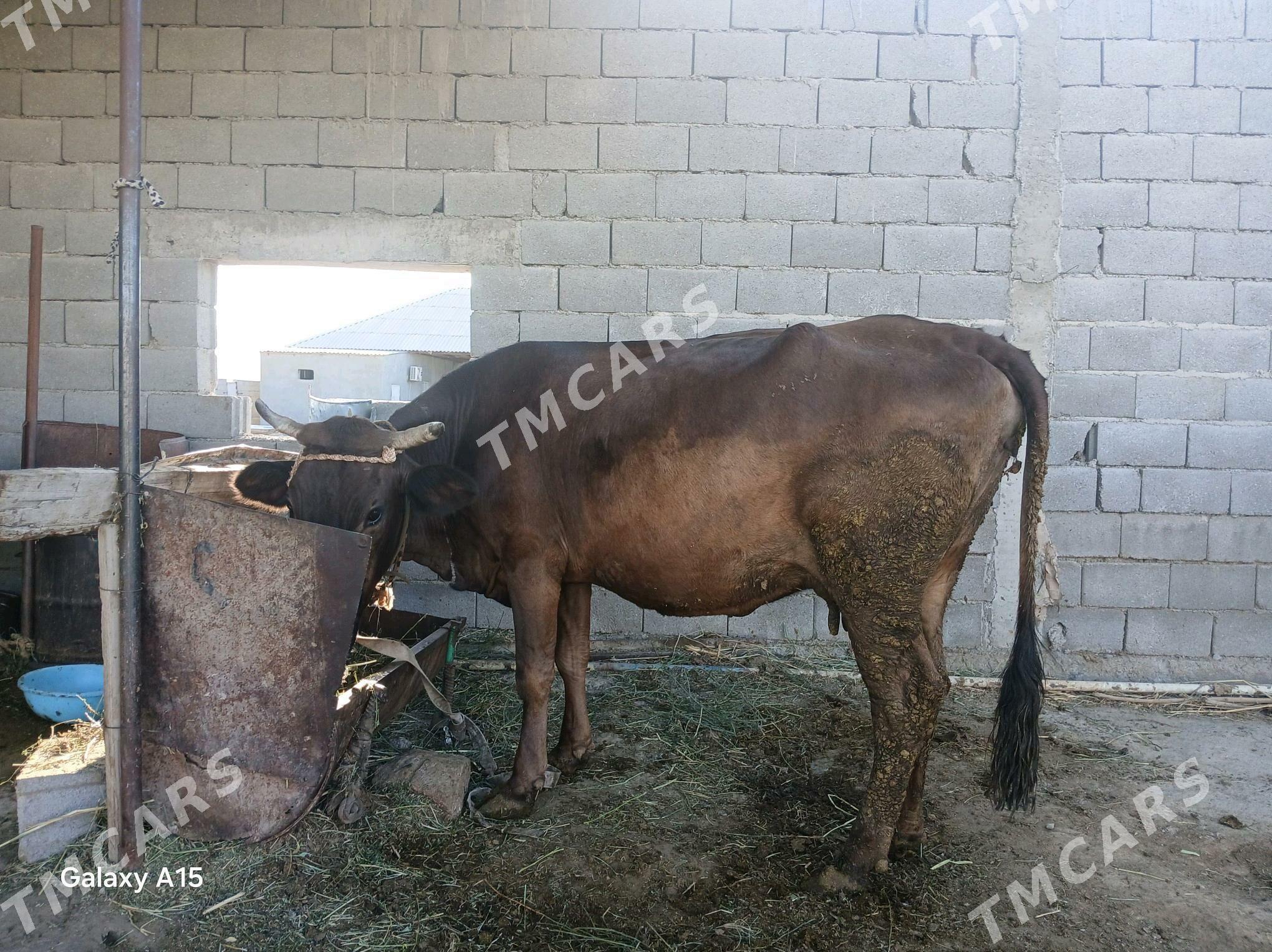 sygyr bogaz - Гёкдепе - img 2