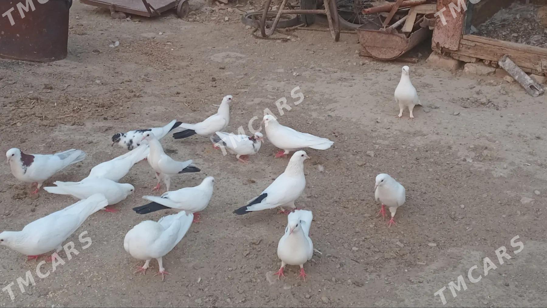 kepderi - Bereket - img 3