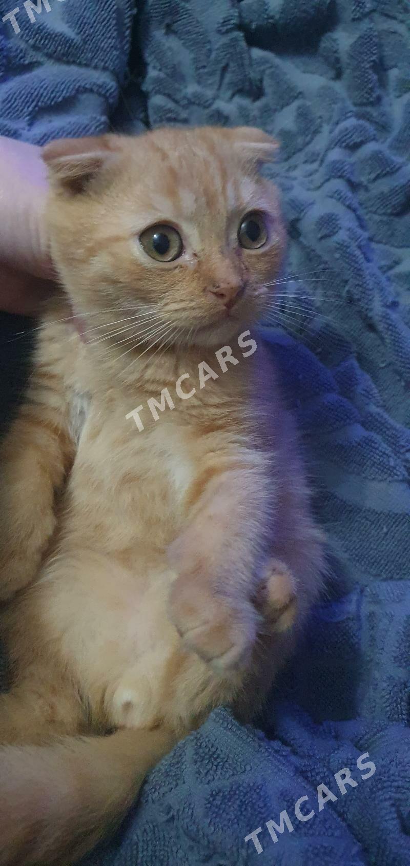 Шотландские котята - Ашхабад - img 4