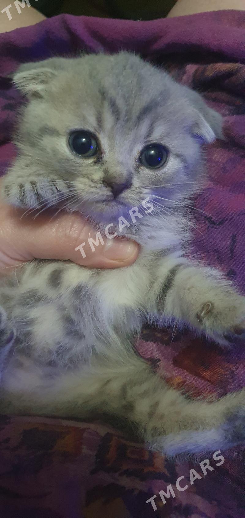Шотландские котята - Ашхабад - img 2