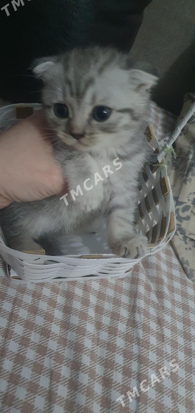 Шотландские котята - Ашхабад - img 5