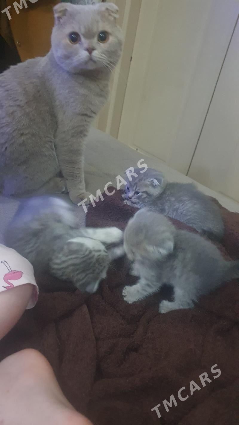 Шотландские котята - Ашхабад - img 6