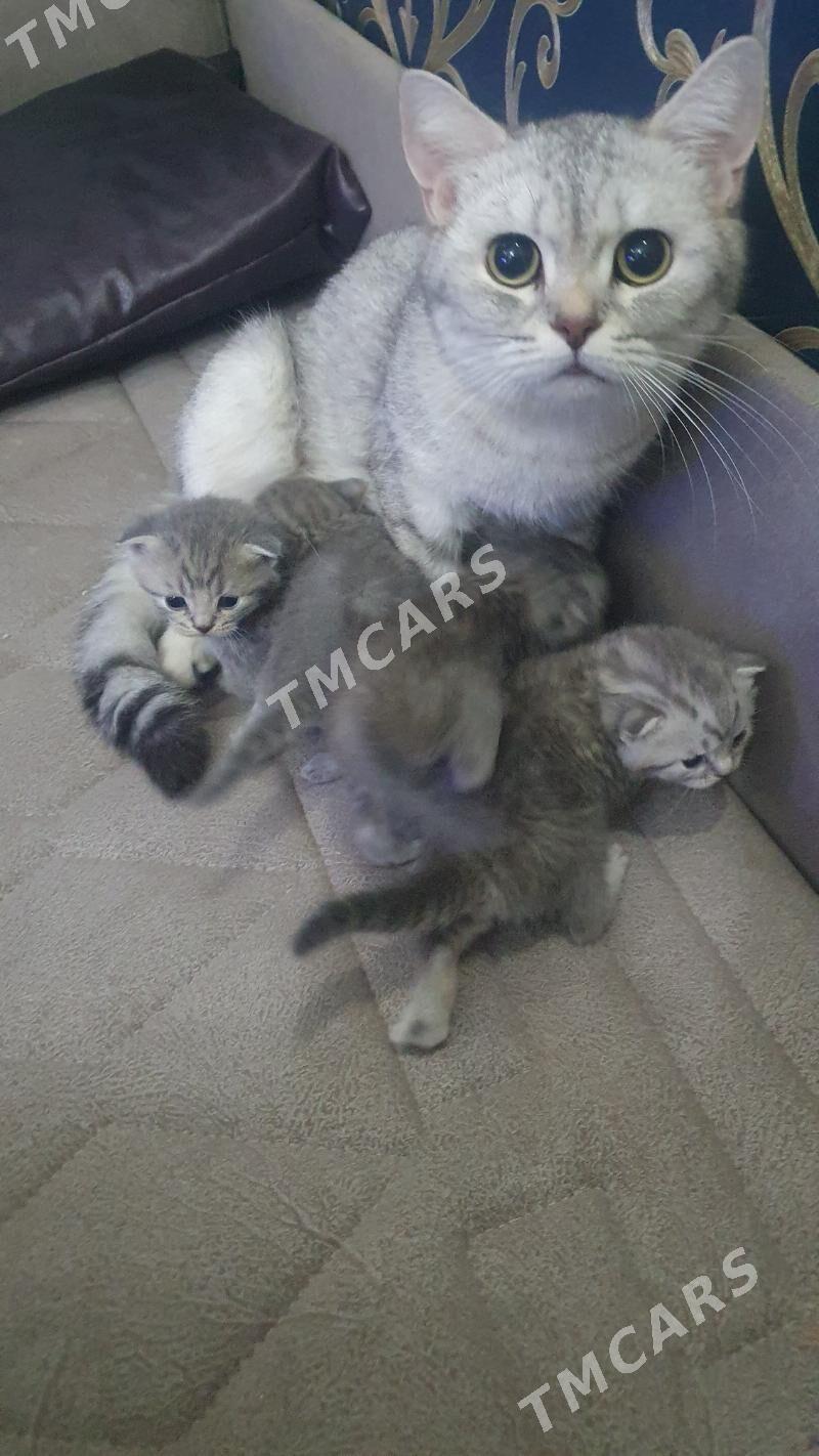 Шотландские котята - Ашхабад - img 8