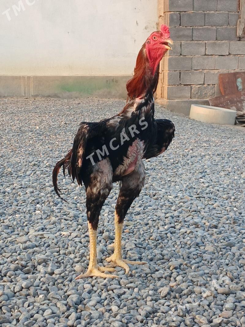 Taşken horaz - Бузмеин - img 2