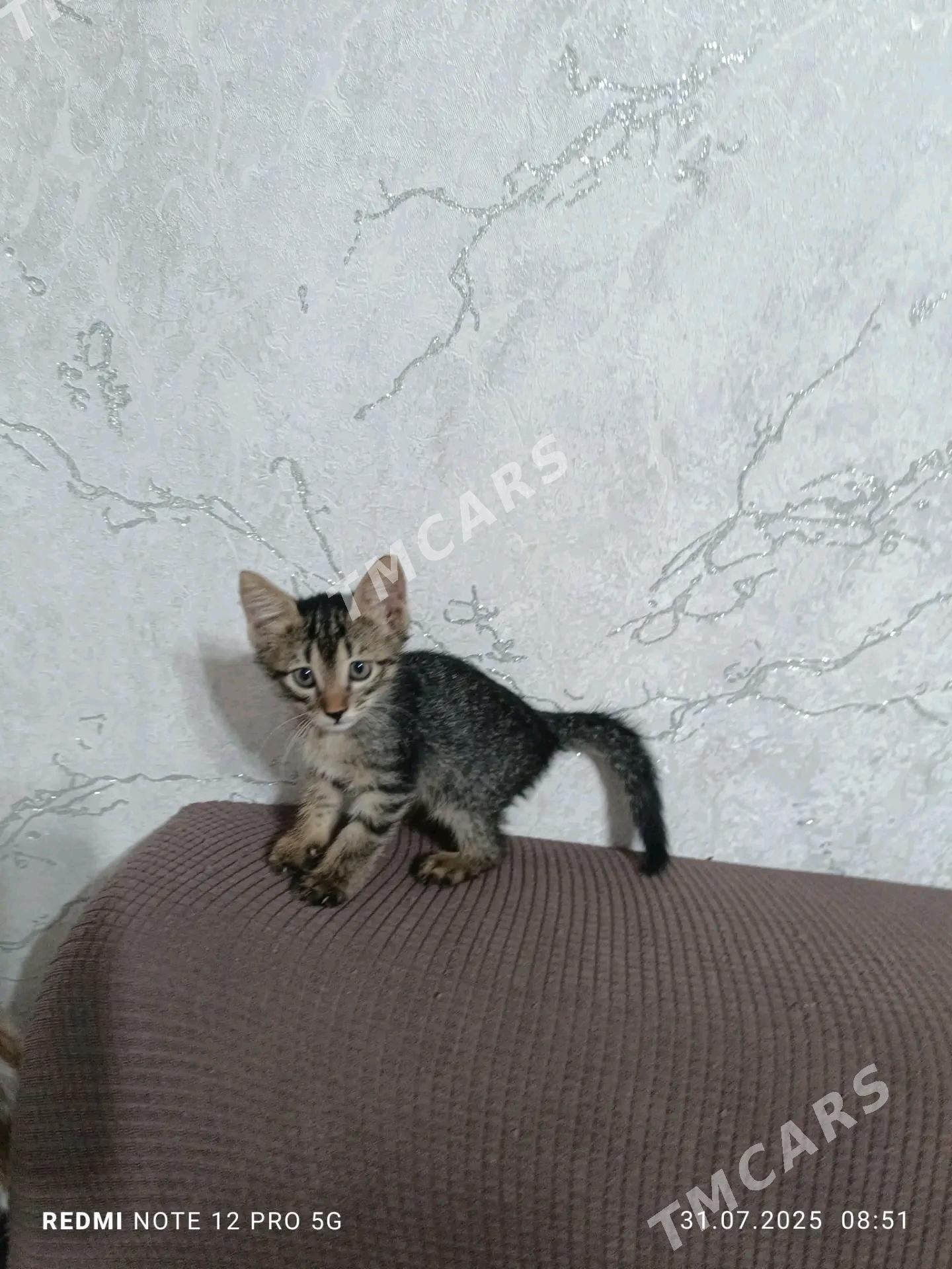 pisikler - Дашогуз - img 2