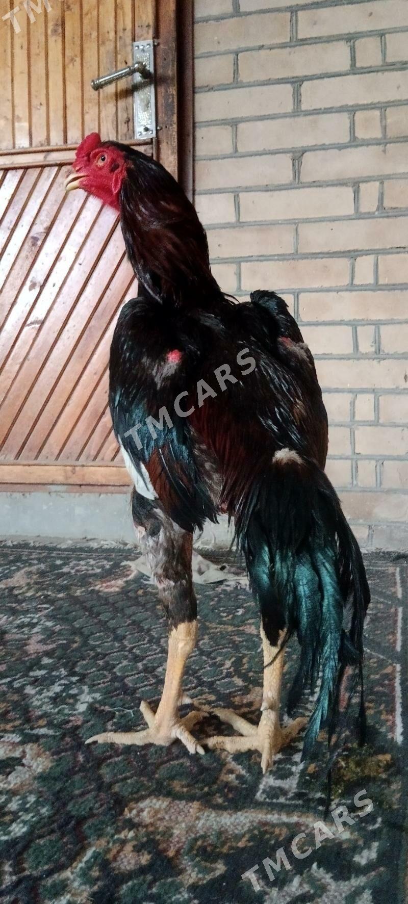 BABAÝ HORAZ - Türkmenabat - img 3