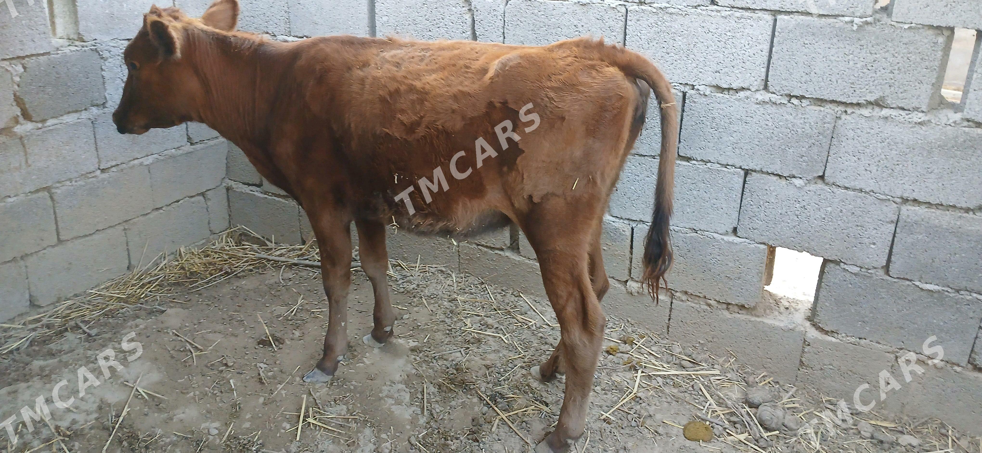 Tohum tuwe - Aşgabat - img 2