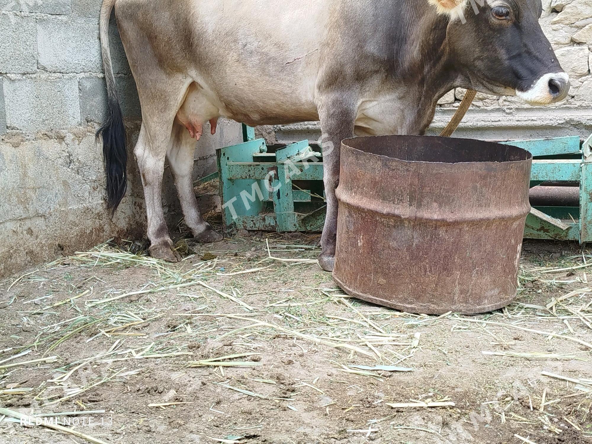 sygyr goleli - Gyzylarbat - img 2