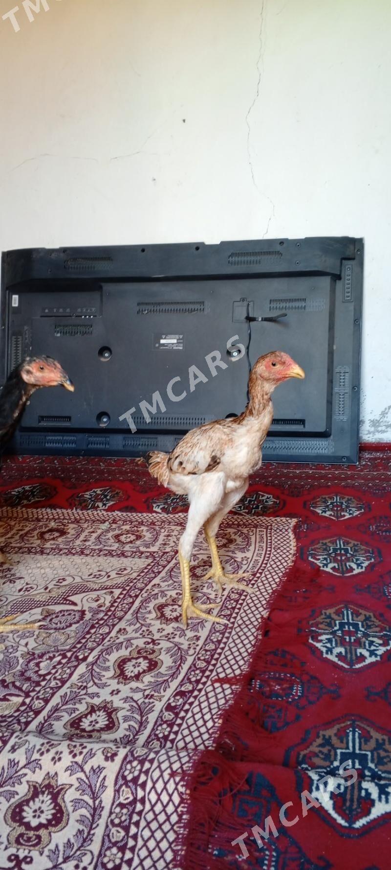 Taşkent Jüje - Aşgabat - img 4