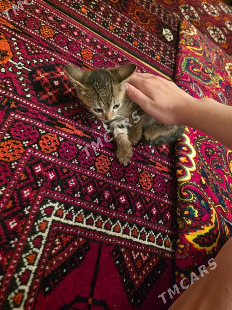 котёнок - 30 mkr - img 2