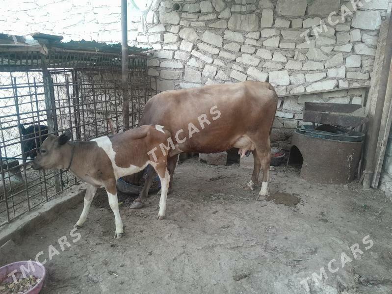 sygyrlar - Türkmenbaşy - img 2