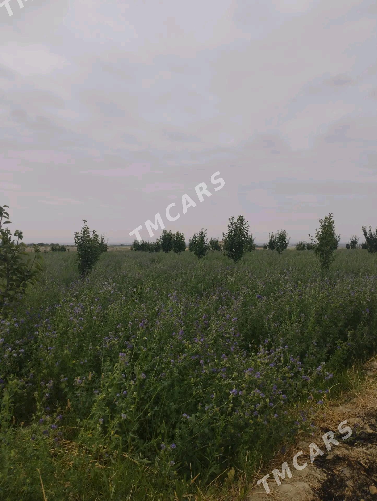 Ekin ŷer - Gökdepe - img 3