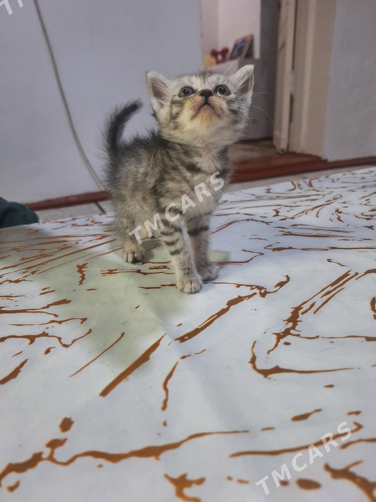 котёнок (девочка) - Türkmenabat - img 4