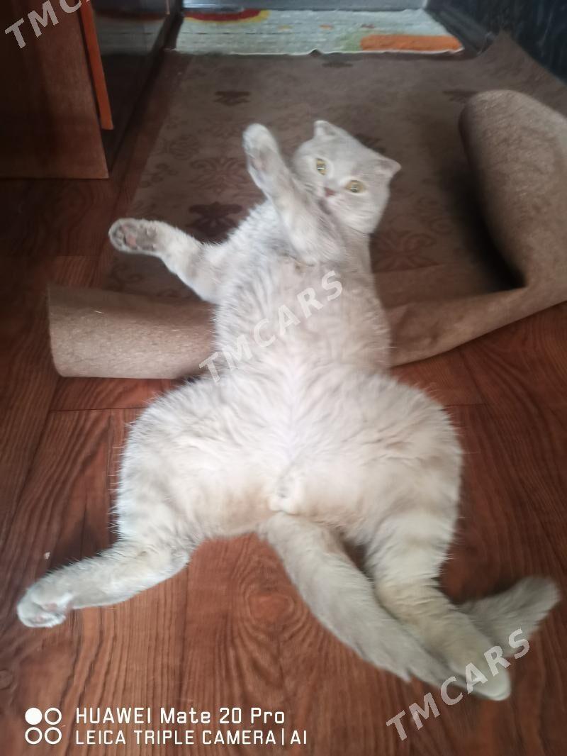 Котенок - Mary - img 3