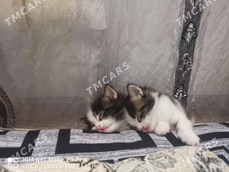 Котенок - Mary - img 2