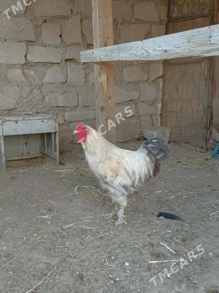 Tawuklar we horaz - Туркменбаши - img 2