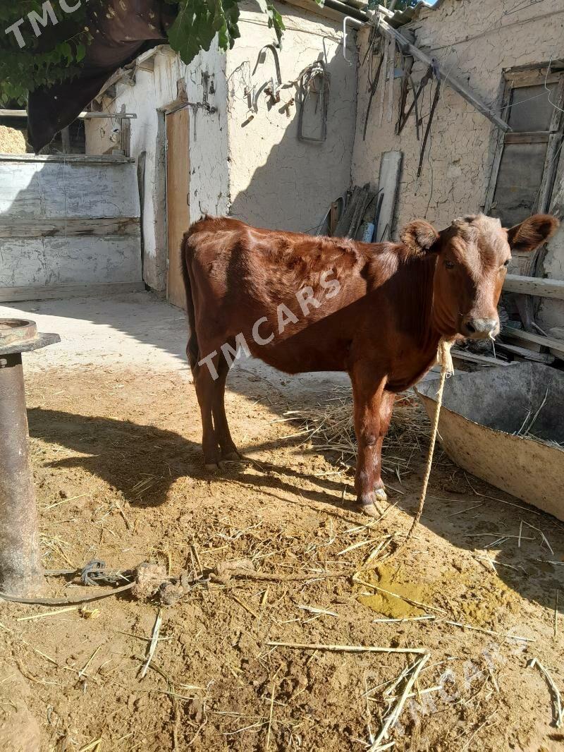 Sygyr - Köşi - img 3