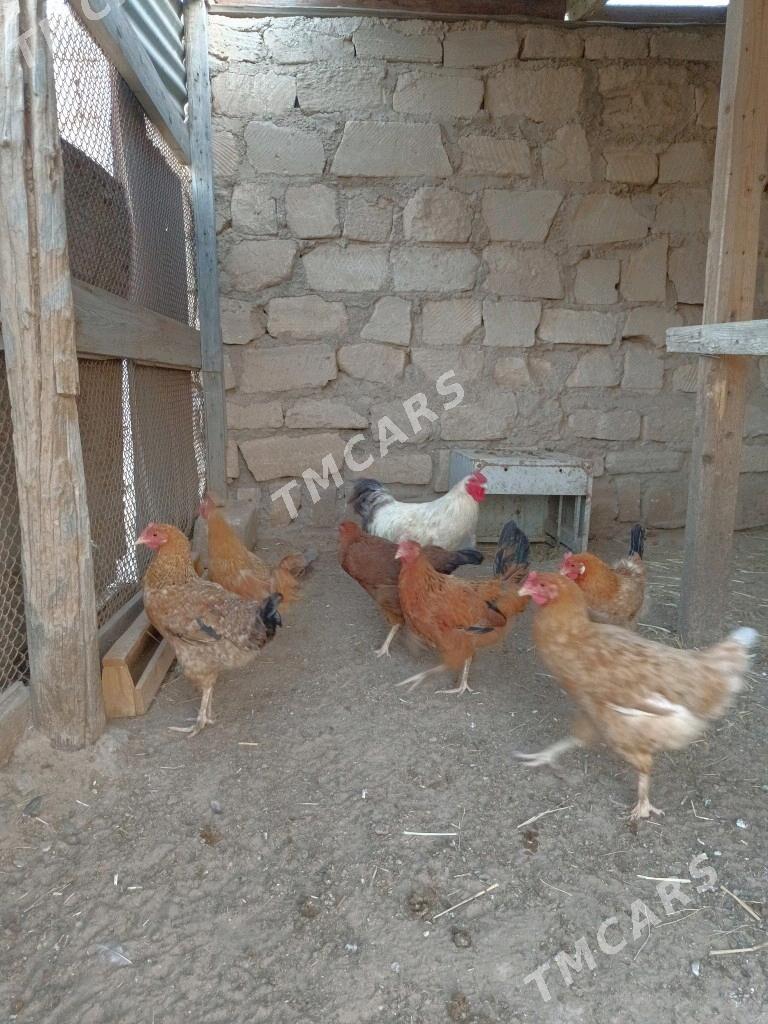 Tawuklar we Horoz - Туркменбаши - img 2