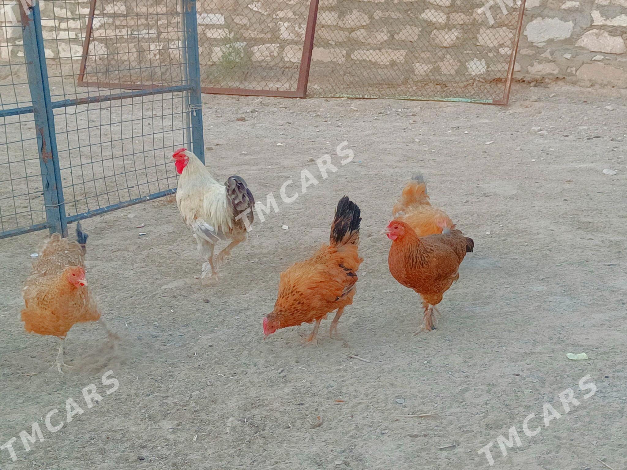 Tawuklar we Horoz - Туркменбаши - img 4