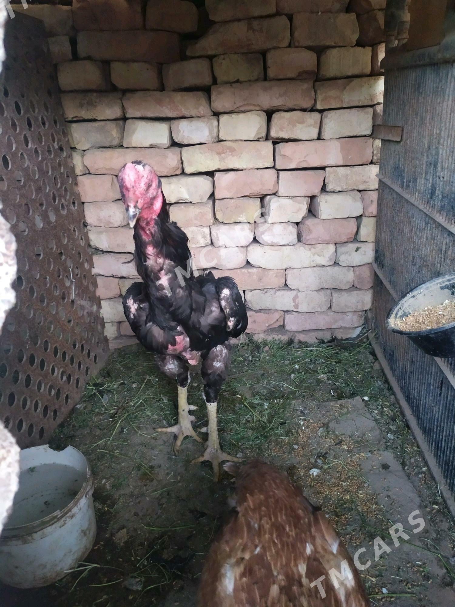 Taşkent horaz Taşkent horaz - Kaka - img 5