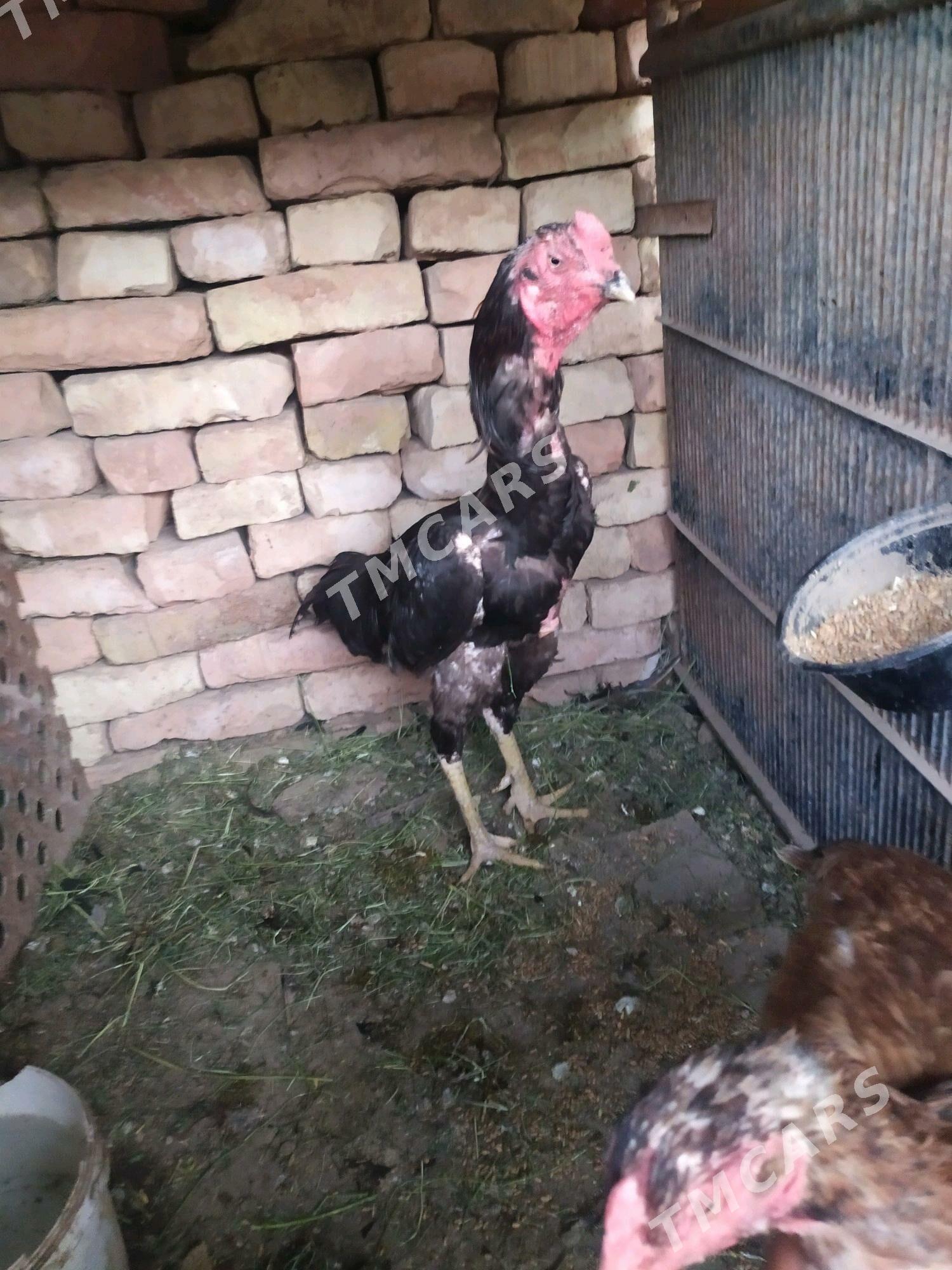 Taşkent horaz Taşkent horaz - Kaka - img 6