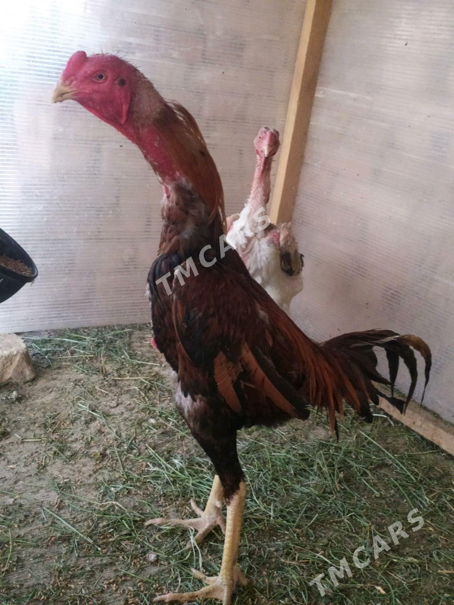 Taşkent horaz Taşkent horaz - Kaka - img 4