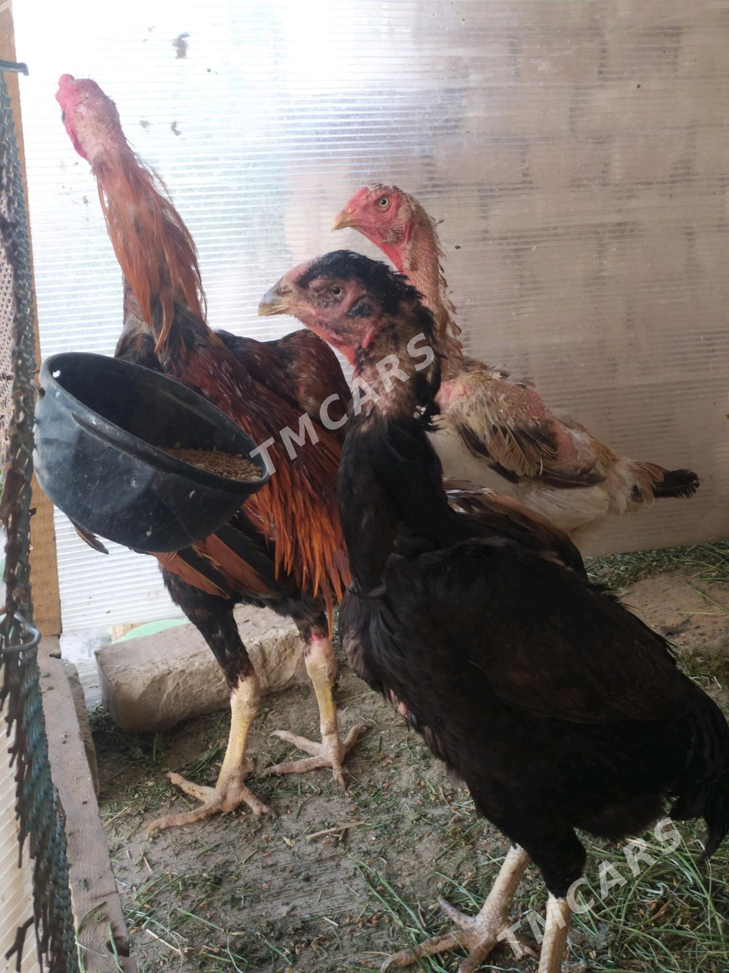 Taşkent horaz Taşkent horaz - Kaka - img 3