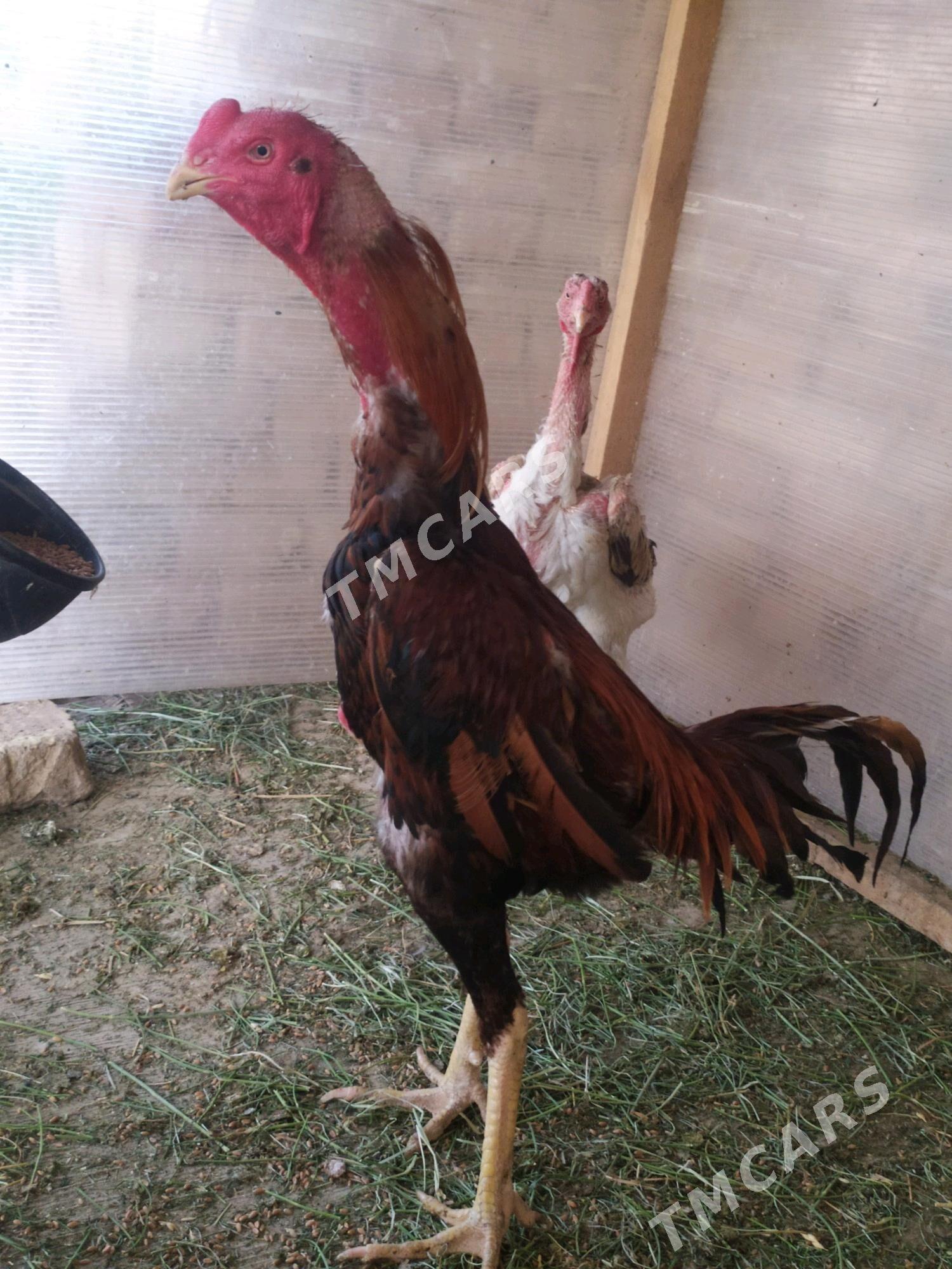 Taşkent horaz Taşkent horaz - Kaka - img 7