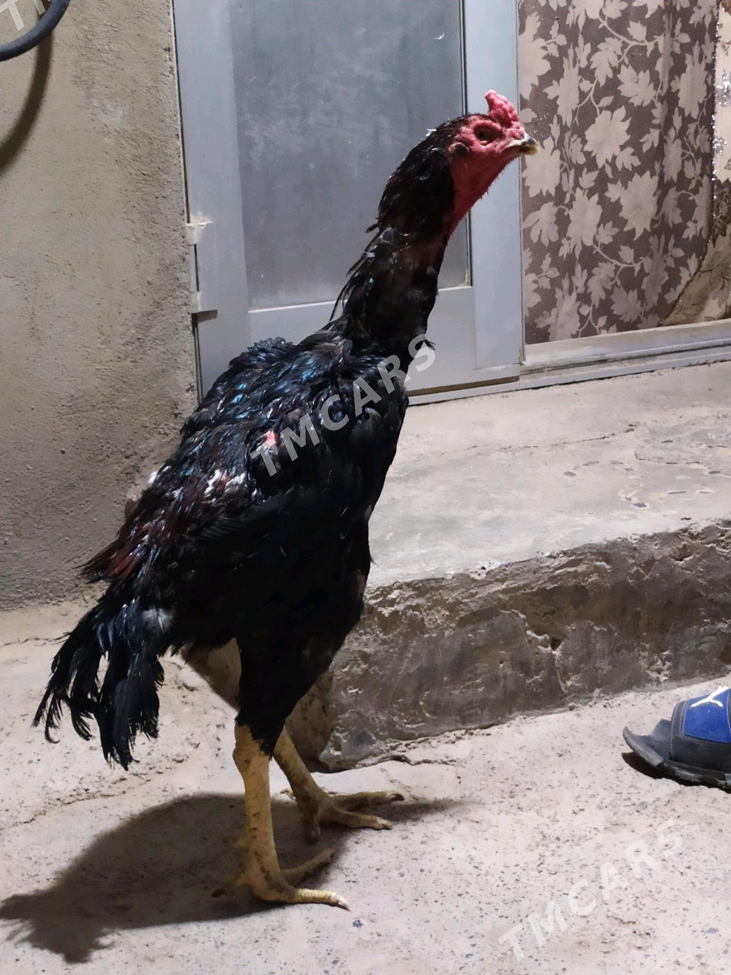 Taşkent horaz Taşkent horaz - Kaka - img 8