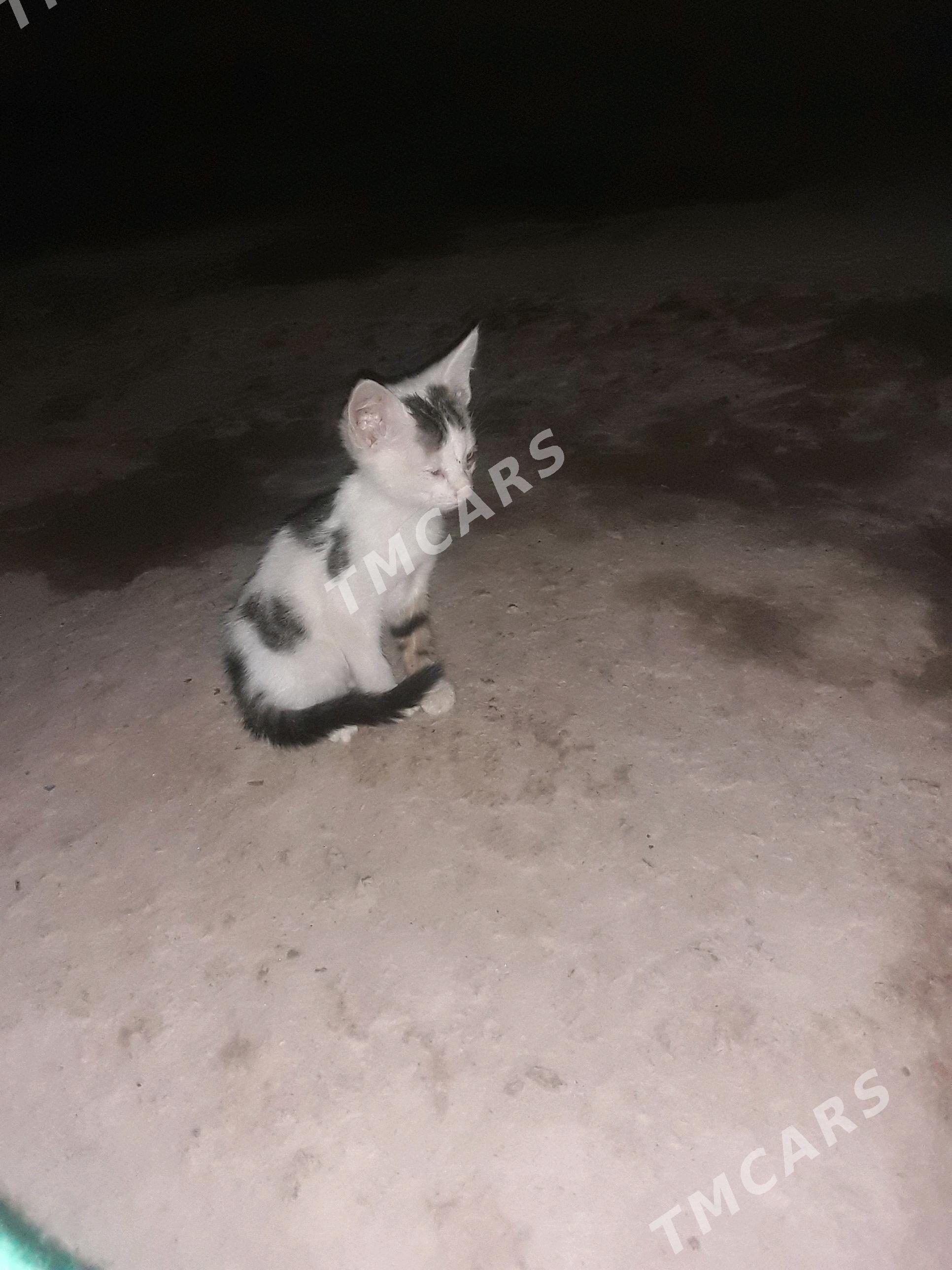 Öý pişigi - Дашогуз - img 2