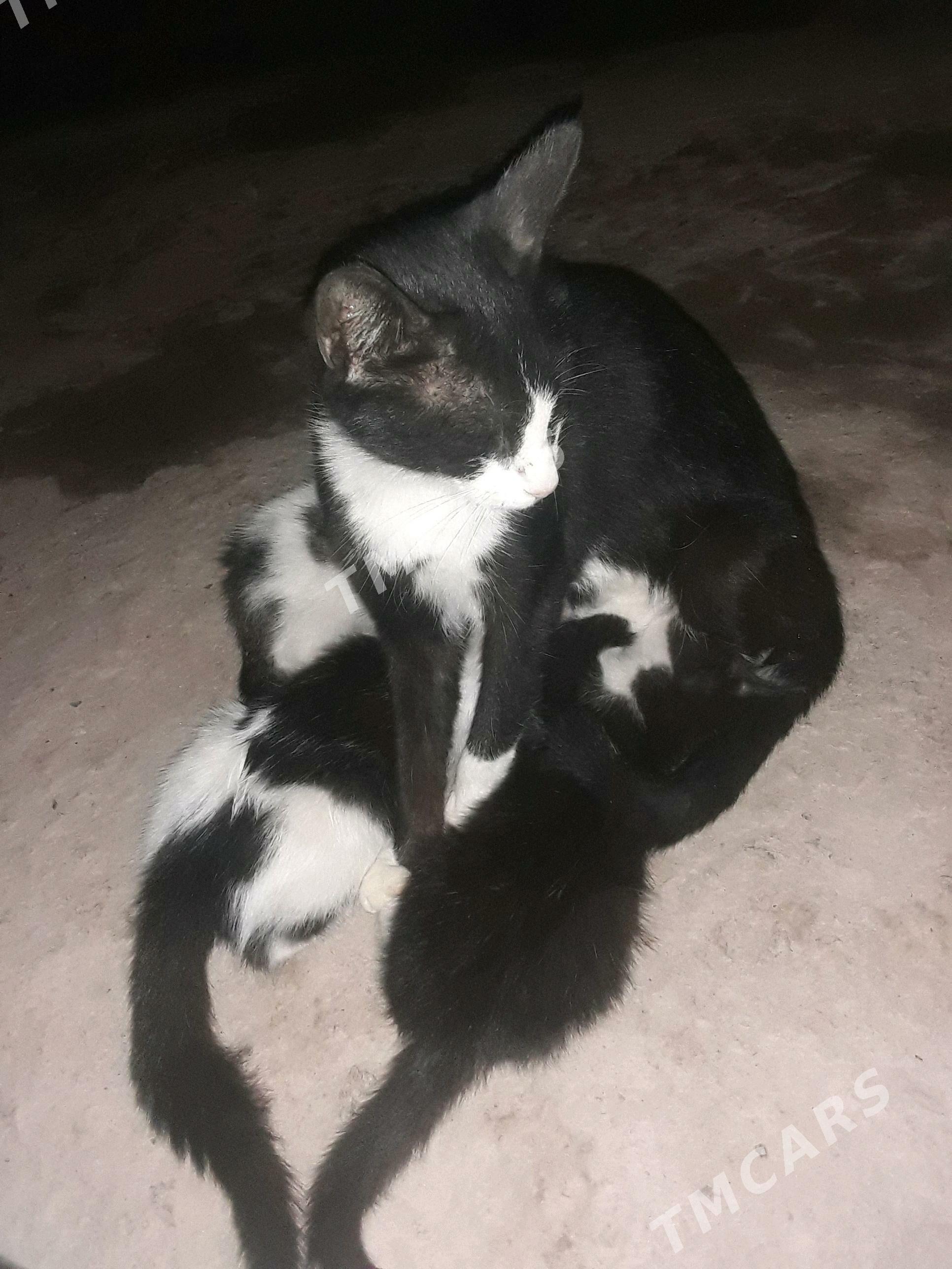 Öý pişigi - Дашогуз - img 3