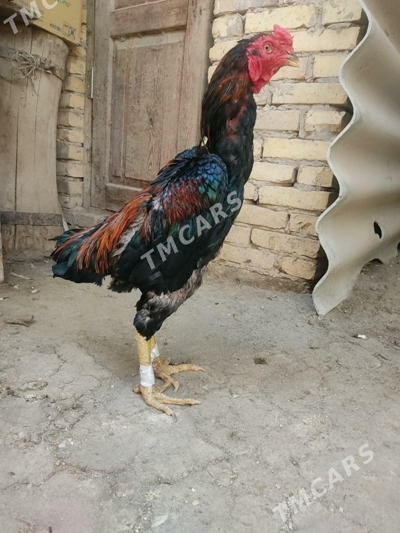horaz i towuk - Türkmenabat - img 4