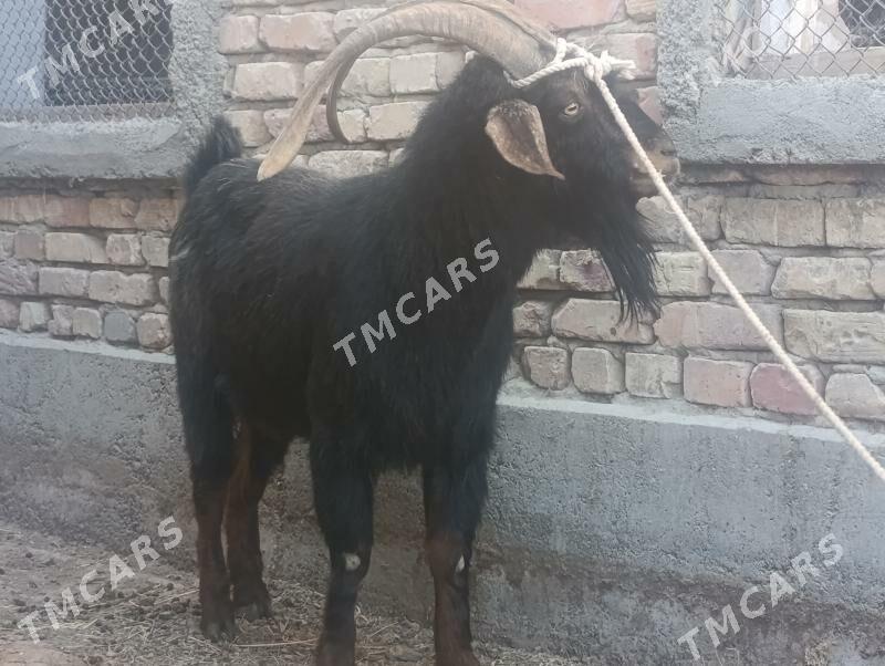 Erkeş - Gökdepe - img 2