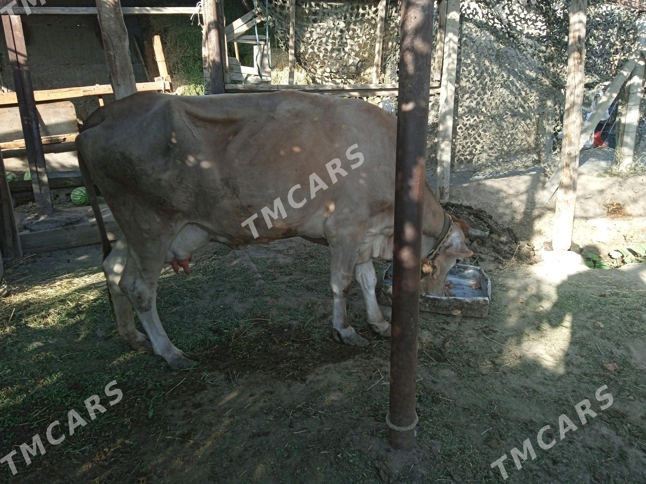 bogoz sygyr swes - Gypjak - img 2
