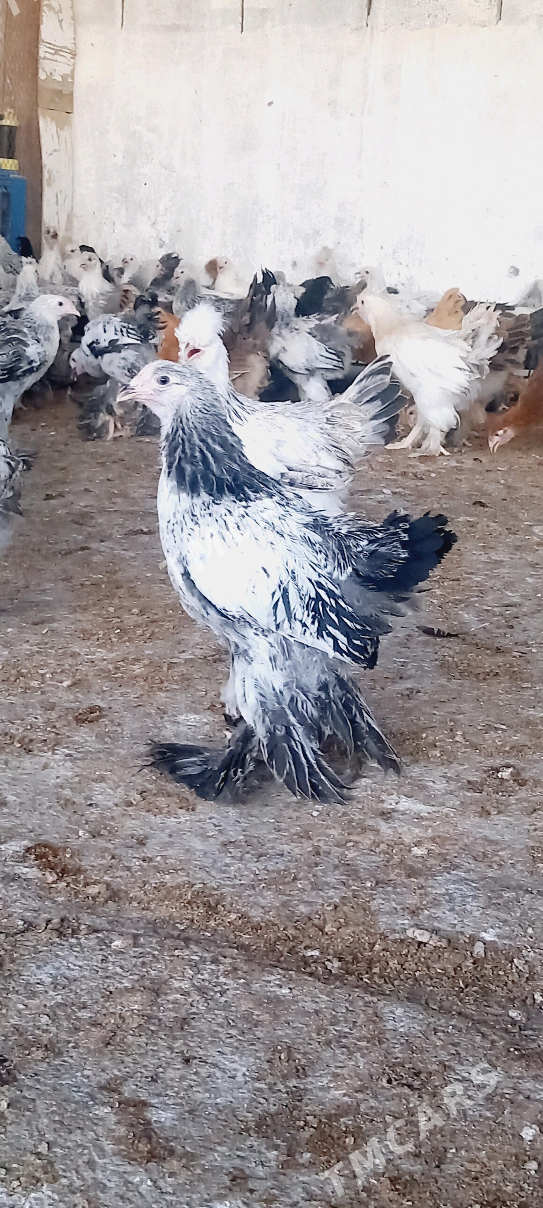 BRAMA we balgar juyjeler. - Гёкдепе - img 1